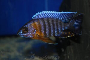 Aulonocara sp. 'trematocranus masinje'