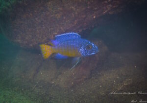 Aulonocara stuartgranti 'Chewere'