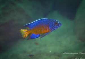 Aulonocara stuartgranti 'Chewere'