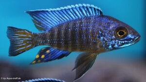 Aulonocara stuartgranti 'Chilumba'