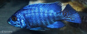 Aulonocara stuartgranti 'Chilumba'