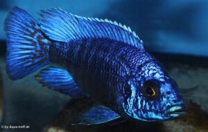 Aulonocara stuartgranti 'Chilumba'