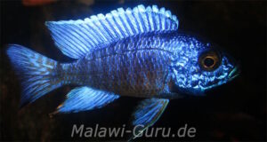 Aulonocara stuartgranti 'Chilumba'