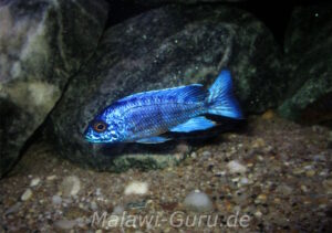 Aulonocara stuartgranti 'Chilumba'