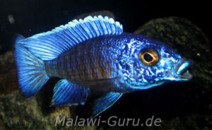 Aulonocara stuartgranti 'Chilumba'