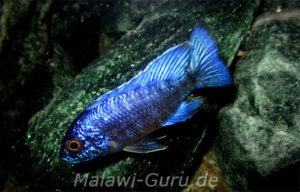 Aulonocara stuartgranti 'Chilumba'