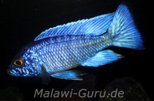 Aulonocara stuartgranti 'Chilumba'