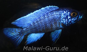 Aulonocara stuartgranti 'Chilumba'