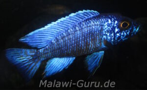 Aulonocara stuartgranti 'Chilumba'