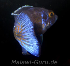 Aulonocara stuartgranti 'Chilumba'