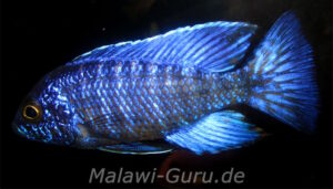 Aulonocara stuartgranti 'Chilumba'