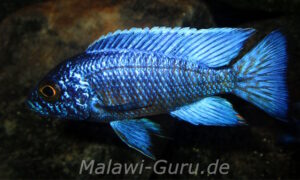 Aulonocara stuartgranti 'Chilumba'