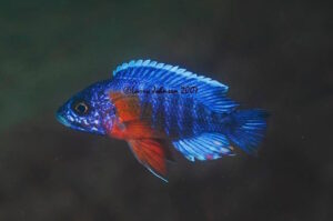 Aulonocara stuartgranti 'Chimwalani Reef'