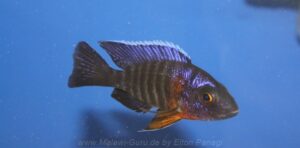 Aulonocara stuartgranti 'Chimwalani Reef'