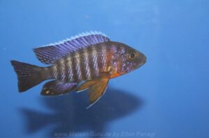 Aulonocara stuartgranti 'Chimwalani Reef'