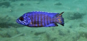 Aulonocara stuartgranti 'Chirwa Island'