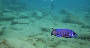 Aulonocara stuartgranti 'Chirwa Island'