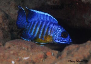 Aulonocara stuartgranti 'Chitimba Bay'