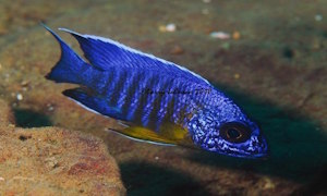 Aulonocara stuartgranti 'Chitimba Bay'