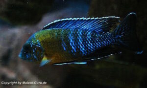 Aulonocara stuartgranti 'Chitimba Bay'