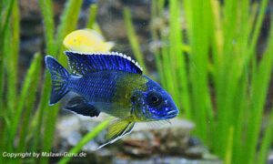 Aulonocara stuartgranti 'Chitimba Bay'