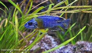 Aulonocara stuartgranti 'Chitimba Bay'