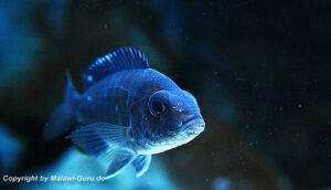 Aulonocara stuartgranti 'Chitimba Bay'
