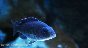 Aulonocara stuartgranti 'Chitimba Bay'