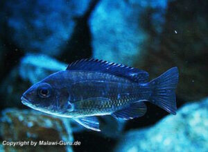 Aulonocara stuartgranti 'Chitimba Bay'