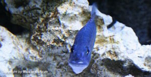 Aulonocara stuartgranti 'Chitimba Bay'