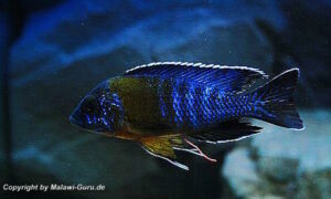 Aulonocara stuartgranti 'Chitimba Bay'