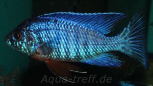 Aulonocara stuartgranti 'Cobwe'