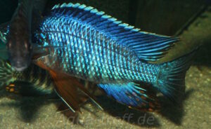 Aulonocara stuartgranti 'Cobwe'