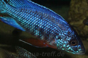 Aulonocara stuartgranti 'Cobwe'