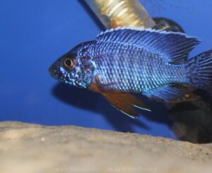 Aulonocara stuartgranti 'Cobwe'