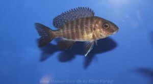 Aulonocara stuartgranti 'Cobwe'