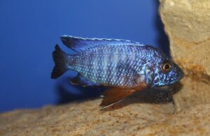 Aulonocara stuartgranti 'Cobwe'