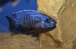 Aulonocara stuartgranti 'Cobwe'