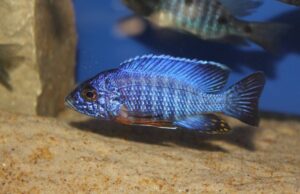 Aulonocara stuartgranti 'Cobwe'