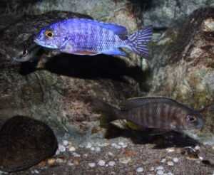 Aulonocara stuartgranti 'Cobwe'