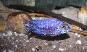 Aulonocara stuartgranti 'Cobwe'