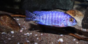 Aulonocara stuartgranti 'Cobwe'