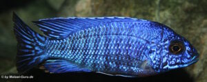 Aulonocara stuartgranti 'Cobwe'