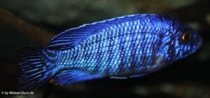 Aulonocara stuartgranti 'Cobwe'