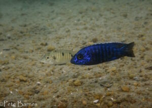 Aulonocara stuartgranti 'Domwe Island'