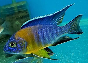 Aulonocara stuartgranti 'Gallireya Reef'