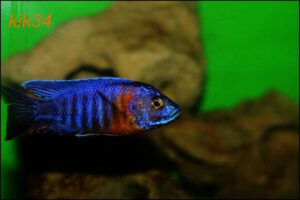 Aulonocara stuartgranti 'Gome'