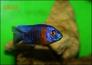 Aulonocara stuartgranti 'Gome'