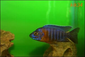 Aulonocara stuartgranti 'Gome'