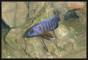 Aulonocara stuartgranti 'Gome'